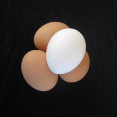 Eggs